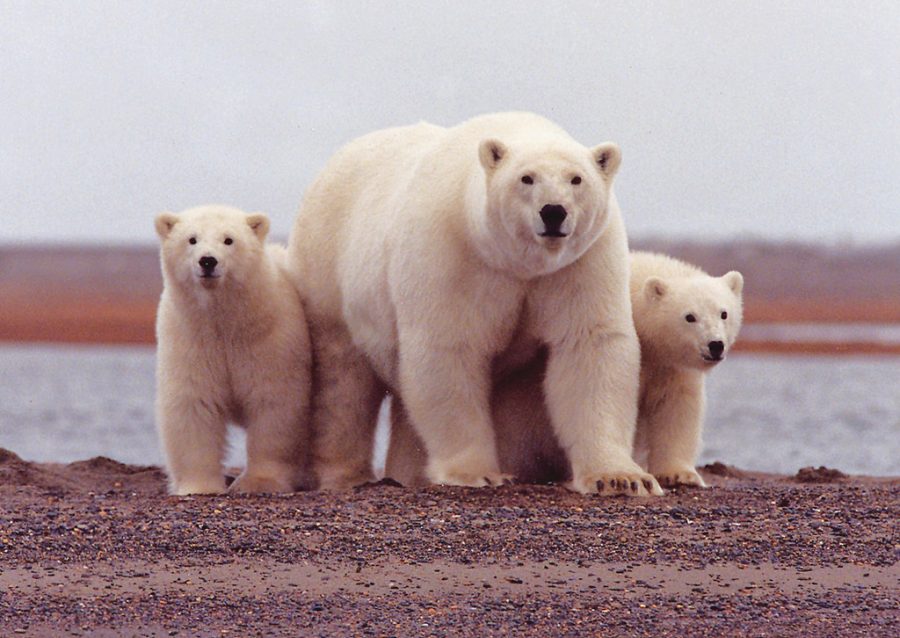 Polar+Bear+Extinction
