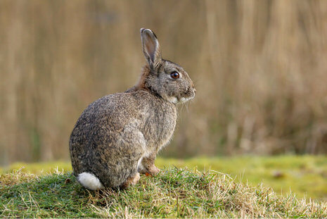 How Has Wildlife Been Affected by the Pandemic?