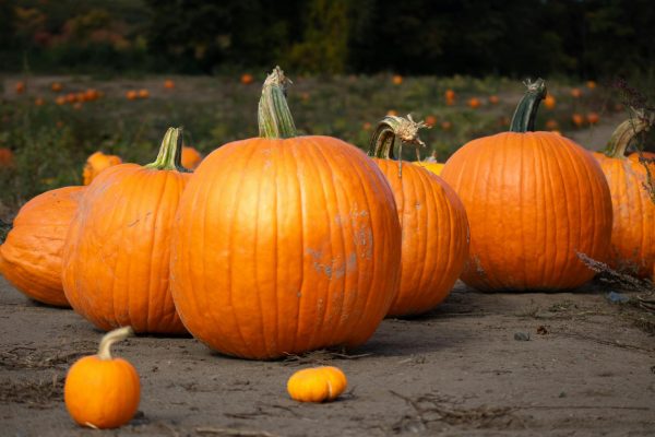 Pumpkins