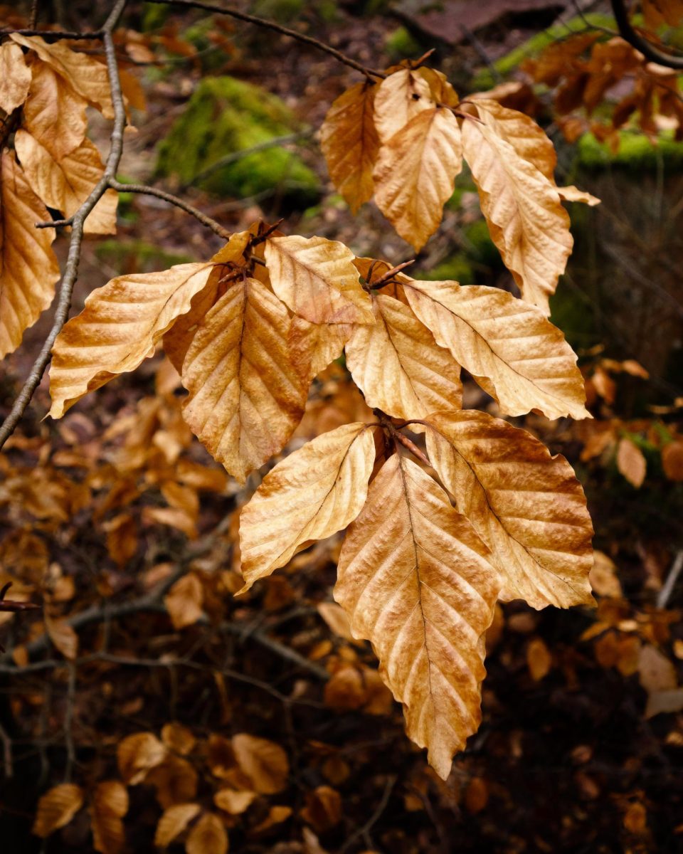 The Last Leaves: They Hold On