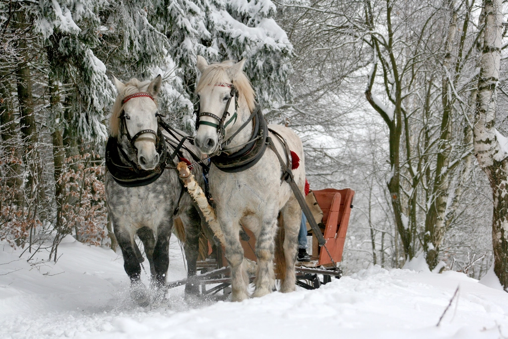 The Horses