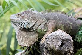 Falling Iguanas