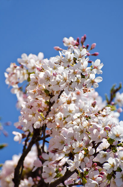 May